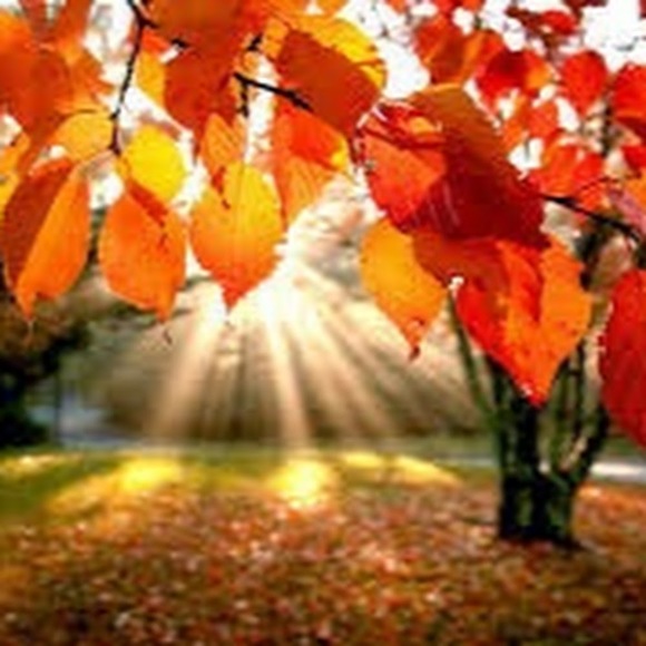 Meet your Posher, Evangelina - Picture 1 of 1